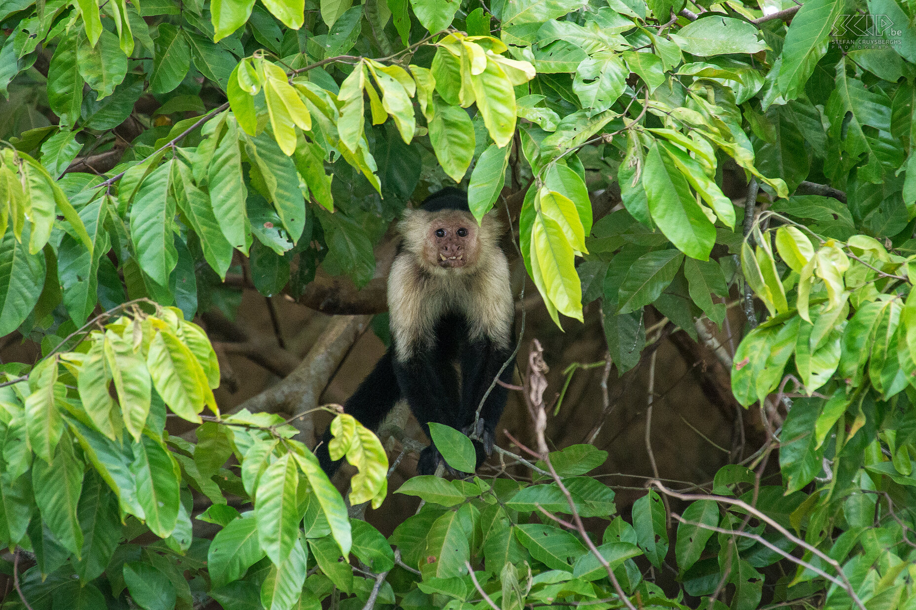 Sierpe - White-faced capuchin monkey The white-faced capuchin or white-headed capuchin (cebus capucinus) is a medium-sized monkey native to the forests of Central America. It 's bodys is mostly black and white on much of the front part of the body, giving it its common name It is a highly intelligent monkey and it has a distinctive prehensile tail that is often carried coiled up. They live in troops and eat many different types of food, including fruit, plant material, invertebrates and small vertebrates.  Stefan Cruysberghs